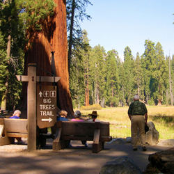 Forest & Reserves - sequoia details Forest & Reserves - sequoia details